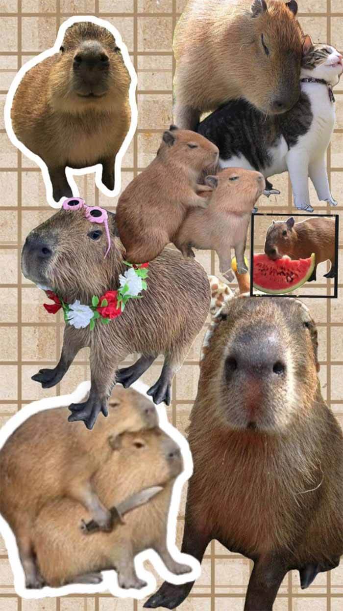 Hình nền capybara cute 3d cực đẹp