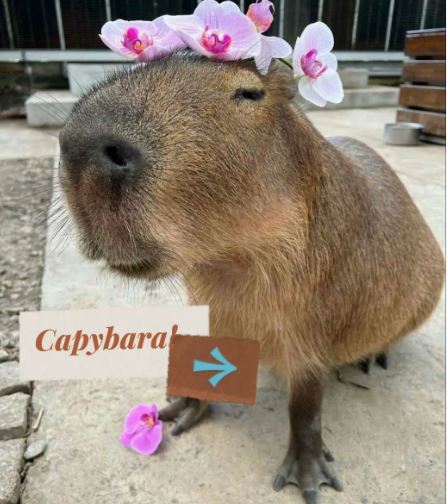 Khám phá sự thụ vị cùng hình nền Capybara cute