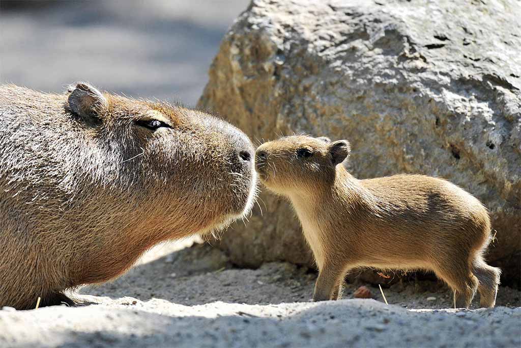 Quá đáng yêu với hình 2 mẹ con Capybara