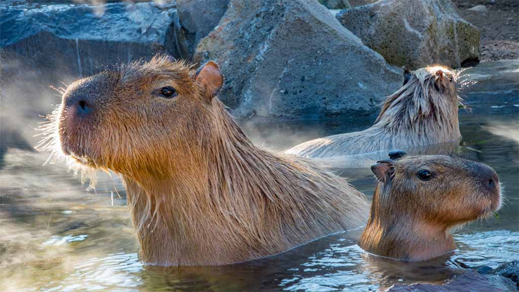 Hình ảnh đẹp về capybara đang tắm