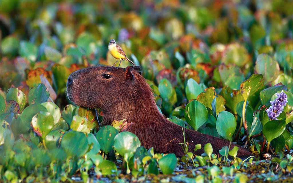 Hình ảnh đẹp về capybara đang dưới đầm lầy