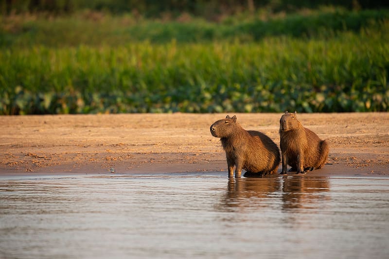 Capybara là động vật gặm nhấm hiền lành