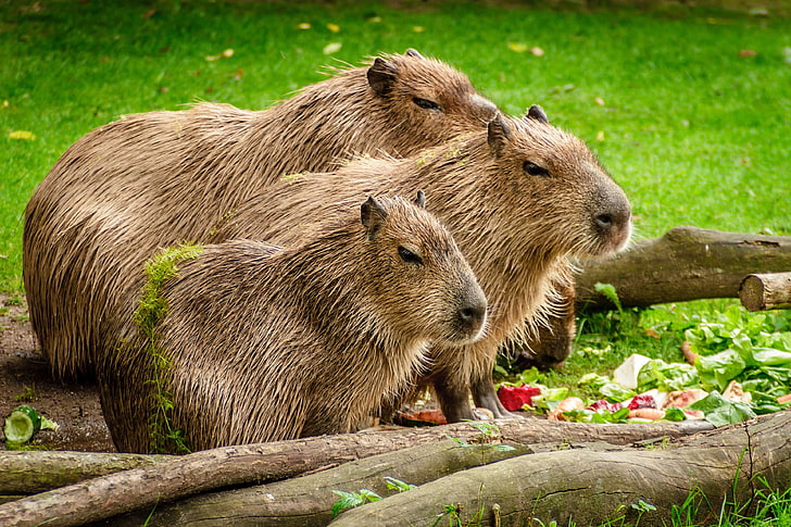 Capybara là động vật gặm nhấm dễ thương