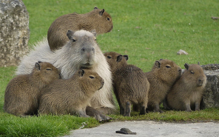 Hình nền đàn chuột Capybara đến từ Nam Mỹ