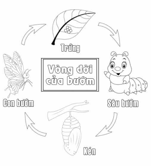 Tranh tô màu vòng đời con bươm bướm cho bé khám phá